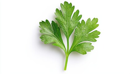 Phytochemical Profile and Bioactive Compound Analysis of Coriandrum sativum Leaf Extracts for Nutraceutical Applications