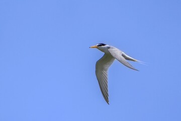 青空バックに颯爽と飛ぶコアジサシ