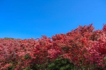 青空バックに見上げる鮮やかなピンクの満開のツツジ