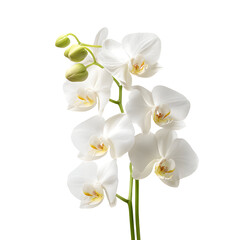 Elegant White Orchid Bloom on Black Backdrop, A Floral Masterpiece for Design
