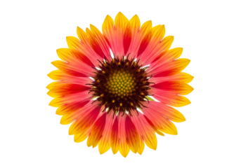 Vibrant, radiant flower with gradient tones of orange and pink petals, perfectly centered against a deep black background.