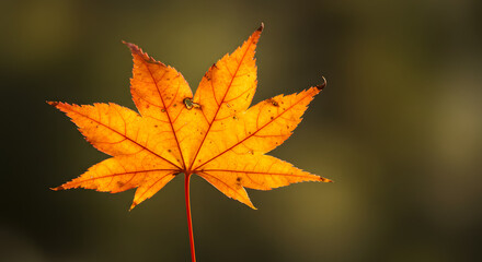 Vibrant Orange Maple Leaf Close-Up