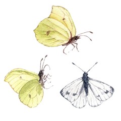 watercolor drawing butterflies , cabbage white and brimstone, insects isolated at white background, natural element, hand drawn illustration