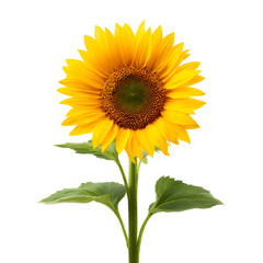 Naklejka premium Vibrant sunflower isolated against a dark background showcasing its beauty and details