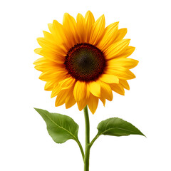 Obraz premium Radiant sunflower blossom against stark black backdrop showcasing vibrant color and detail
