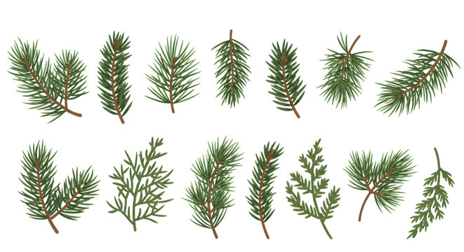 Pine Tree Branch Illustrations Evergreen Foliage Pack Collection of pine tree branch illustrations symbolizing winter, holidays, and natural greenery