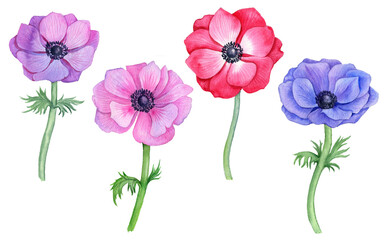 watercolor drawing flowers of anemone isolated at white background, floral element, hand drawn botanical illustration