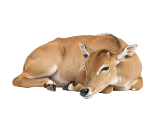 A young antelope rests peacefully against a pure black background.