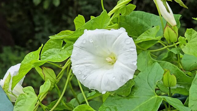 Wet wild bindweed (Calystegia sepium) blooming on garden hedge.
