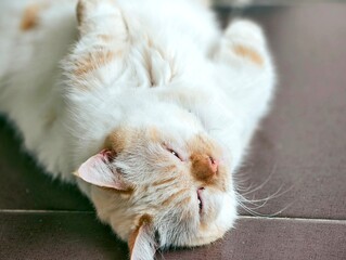 cat lying on the bed