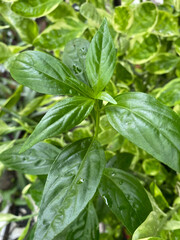 close up of green Andrographis paniculata plant in the garden
