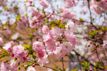 Naklejka premium Branches of sakura flowers, cherry blossom