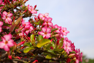 Adenium obesum, Pink desert rose flowers in full bloom.