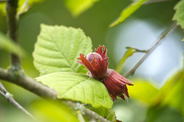 A close-up shot of a hazelnut fruit on a tree branch with vibrant green leaves.