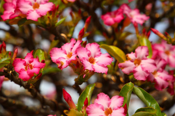 Close-up of blooming desert rose with glossy green leaves.
