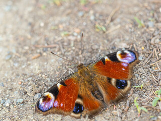 Peacock butterfly on the ground among the grass