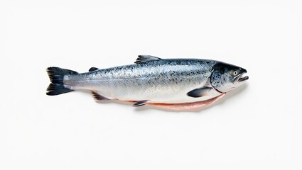 Obraz premium Side profile of fresh salmon on a clean white background, minimal and detailed.