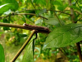caterpillar on a branch