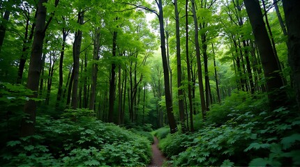 Fototapeta premium Lush Green Forest Path Under a Vibrant Canopy on a Sunny Day