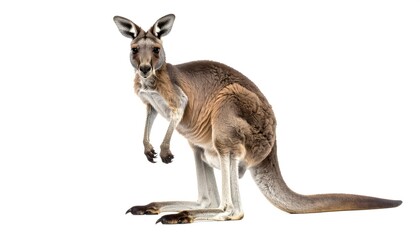 Alert kangaroo standing upright on a plain white background
