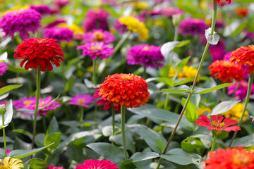 Colorful zinnias in full bloom