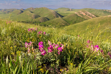 Obraz premium blooming Oxytropis conicata in the mountains of the Southern Urals on the Karamuruntau ridge at sunset