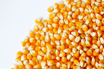 Yellow raw unpopped popcorn kernels