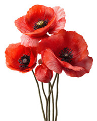 Obraz premium A bouquet of red flowers with a white background