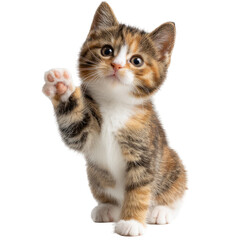Adorable calico kitten with white bib waving paw, isolated on transparent