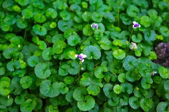 Fototapeta Viola hederacea or Viola Banksii