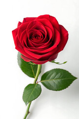 Fototapeta premium A stunning, deep red rose, a classic symbol of love and romance, captured in exquisite detail against a clean white background