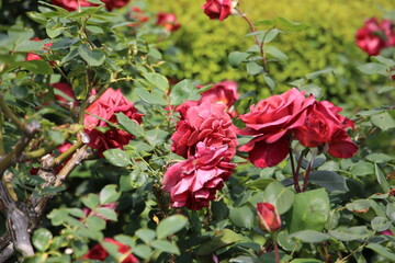Beautiful roses blooming in a Japanese public garden.