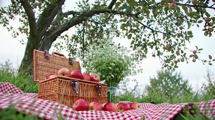 Still Life of Red Apples in Wicker Basket on Plaid Blanket Under an Apple Tree On Green Meadow In Bright Day - Powered by Adobe