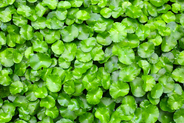 Gotu Kola, Centella Asiatica, Asiatic Pennywort. Herbal Plant