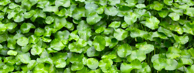 Herbal foliage texture of Centella asiatica.