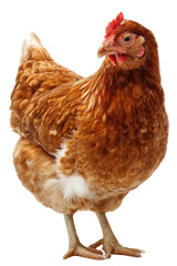 Brown hen with red comb stands isolated on transparent