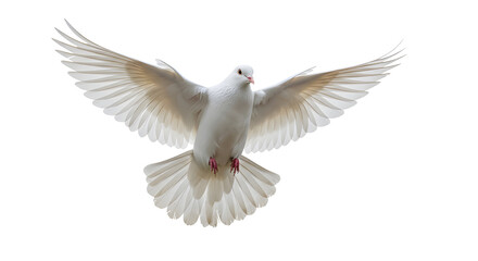 Obraz premium A pristine white dove in full flight with wings spread wide. The dove is captured mid-air, showcasing its grace and freedom