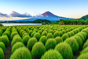 大石公園から富士山とコキヤ