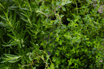 Green rosemary and thyme plants
