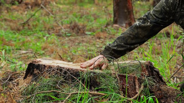 A man's hand, expressing dislike, touches the stump of a freshly cut tree in the forest. Deforestation. Nature and environmental protection.