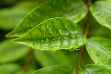 water drop on green leaf in the garden, natural background in springtime