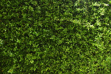 green leaf fence in the garden, natural background in springtime
