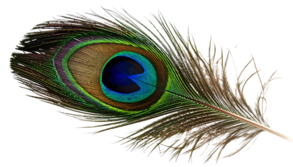 peacock feather isolated on a transparent background, provided as a PNG file.
