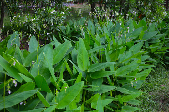 Green leaves of thalia geniculata, aquatic plants growing  in a pond.
