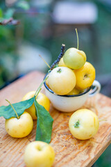 A few yellow apples in a mug. High quality photo