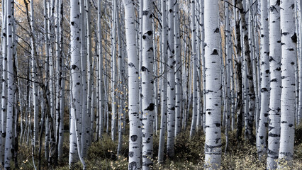 Fototapeta premium Tall Aspen trees in autumn time in Wasatch mountains Utah desaturated.