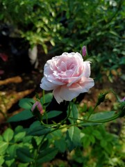 pink rose in garden