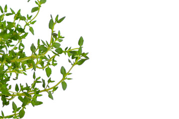 Vertical thyme stems with tiny leaves.