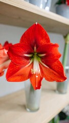 Vibrant red amaryllis in glass vase on wooden shelf