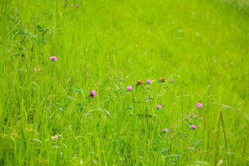 Flower with green grassy slope
